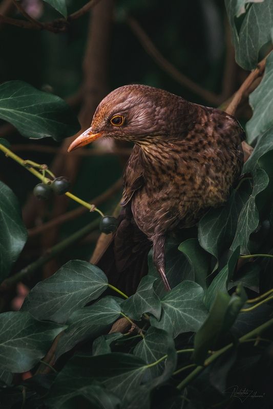 Черный дрозд фото превью