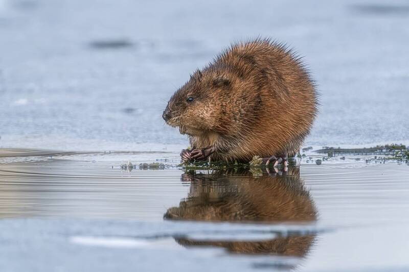 Хомячит с утра))) фото превью