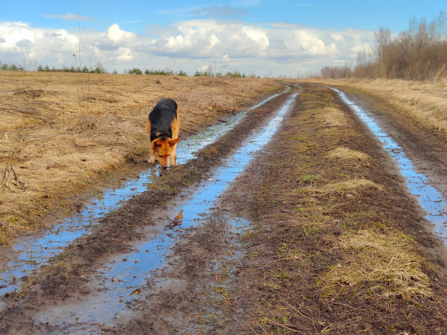 , Кондрашова Светлана
