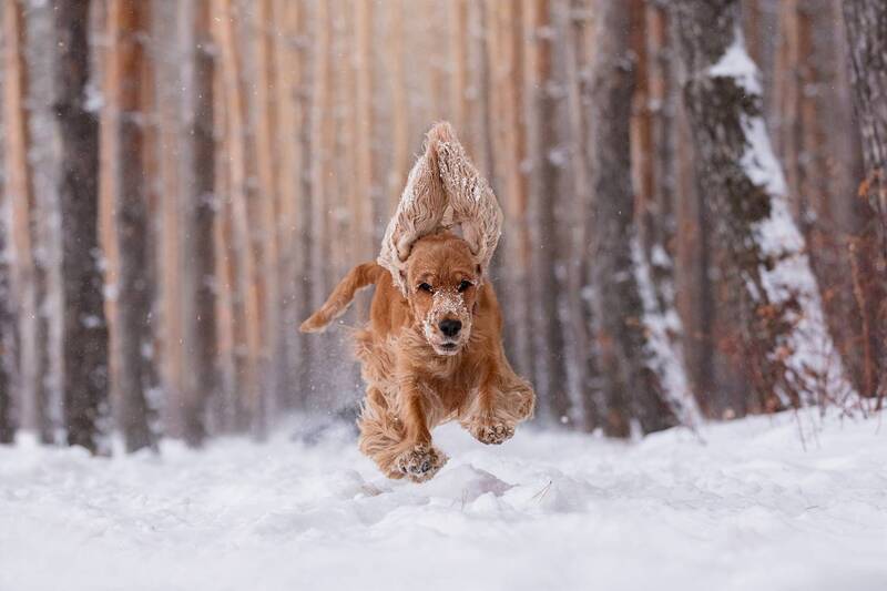 рыжая собака, прыжок собаки, собака в полете, спаниель Зимний забег фото превью