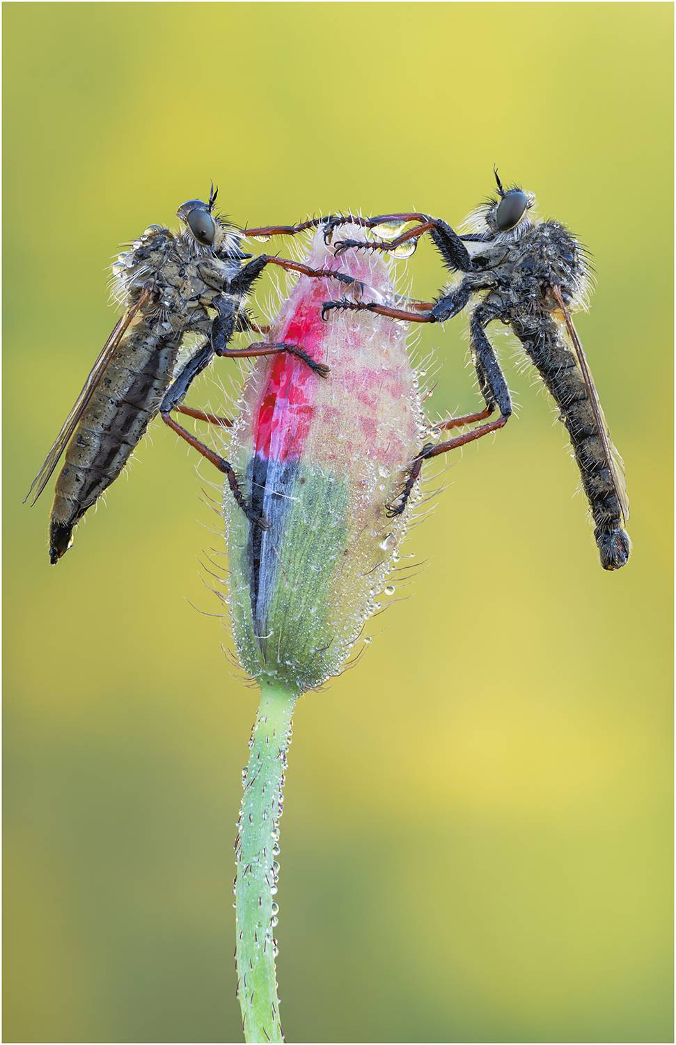 ктырь, robber fly, Alexsandr Grigoriev