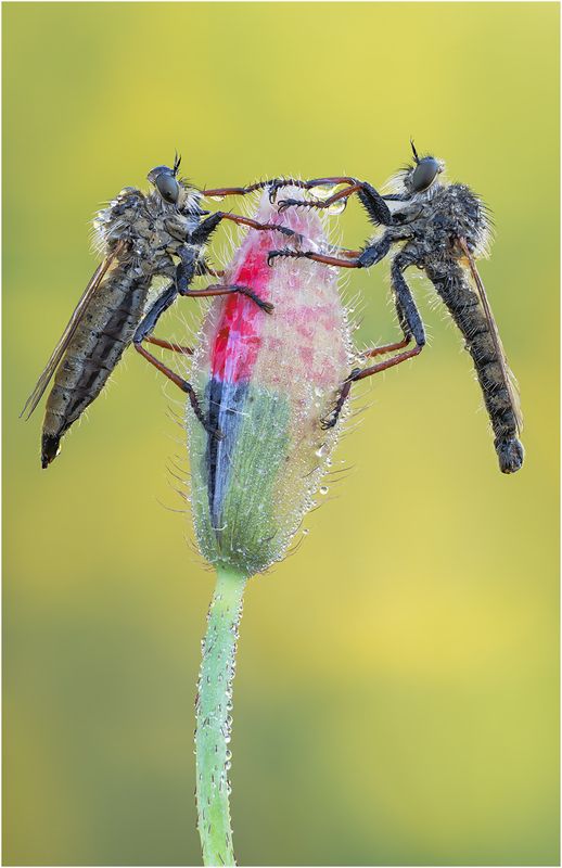 ктырь, robber fly Ктырь.Robber fly. фото превью