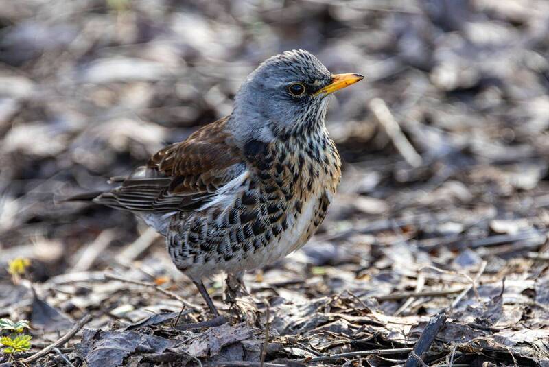 Дрозд-рябинник фото превью