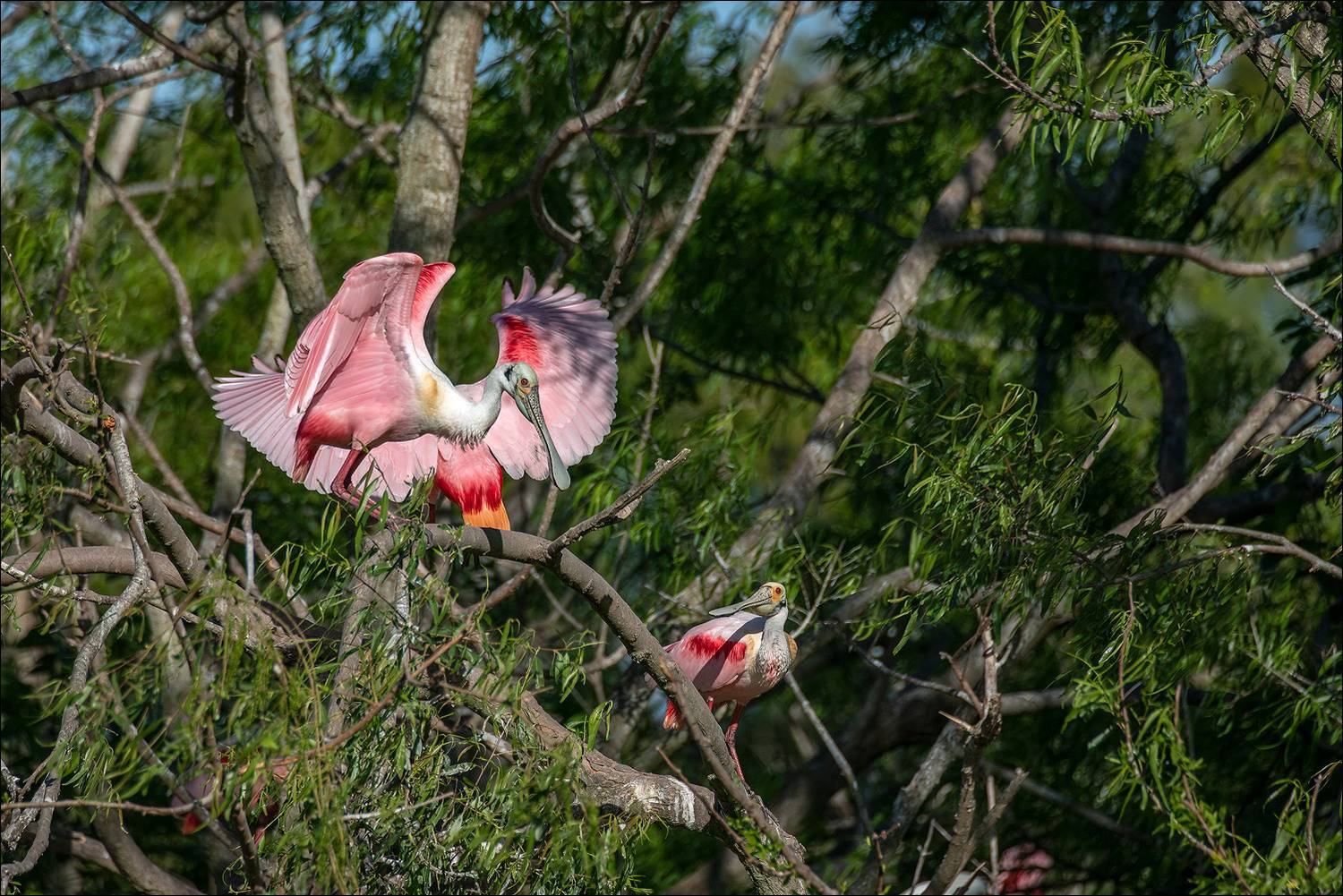 roseate spoonbill, birds, texas, usa, колпица, розовая колпица,  Katrin