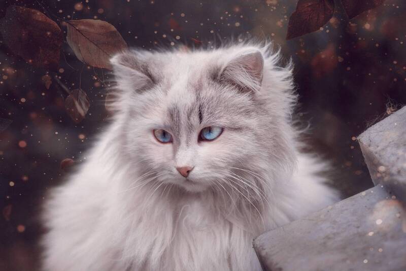 Королева двора. фото превью