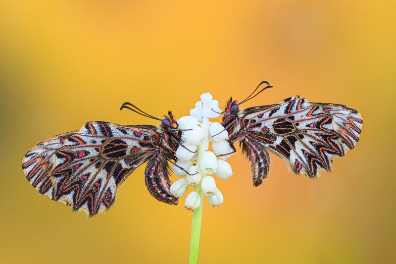 macrophotography, butterfly, bug Beautiful world фото превью