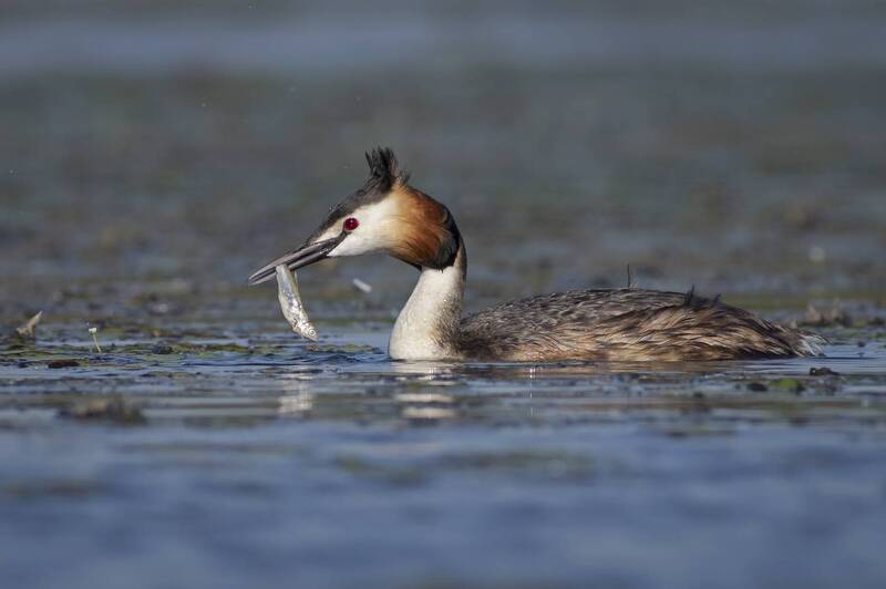 Чомга - Lens and Feathers фото превью