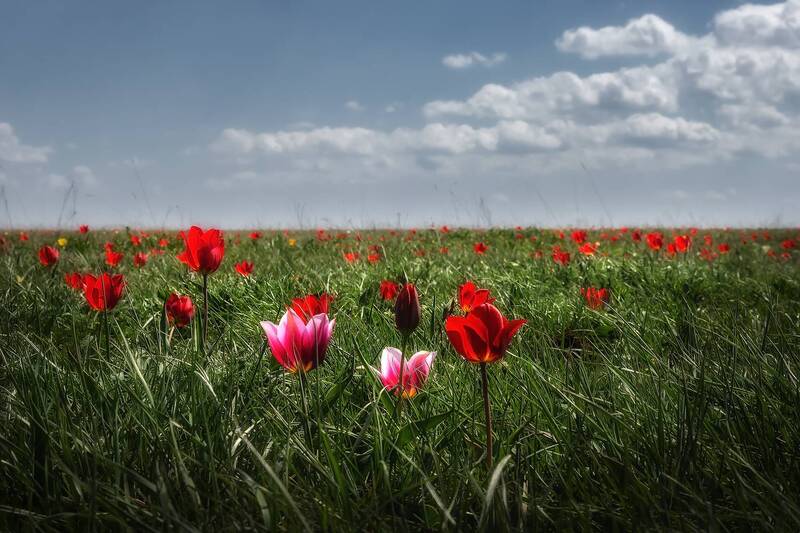 калмыкия, степь, цветение, полевые цветы, тюльпаны, цветущая степь, цветы Весной в степи фото превью