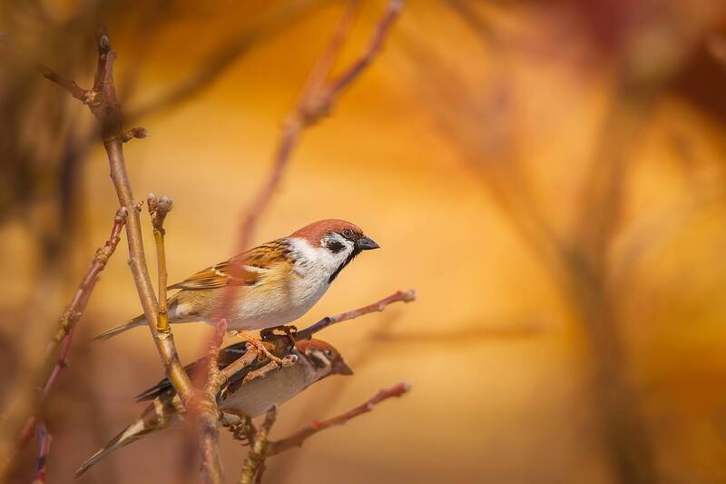 Воробей фото превью
