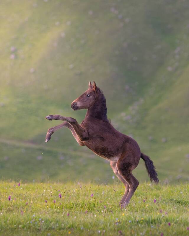 кабардино-балкария, кавказ Детство фото превью