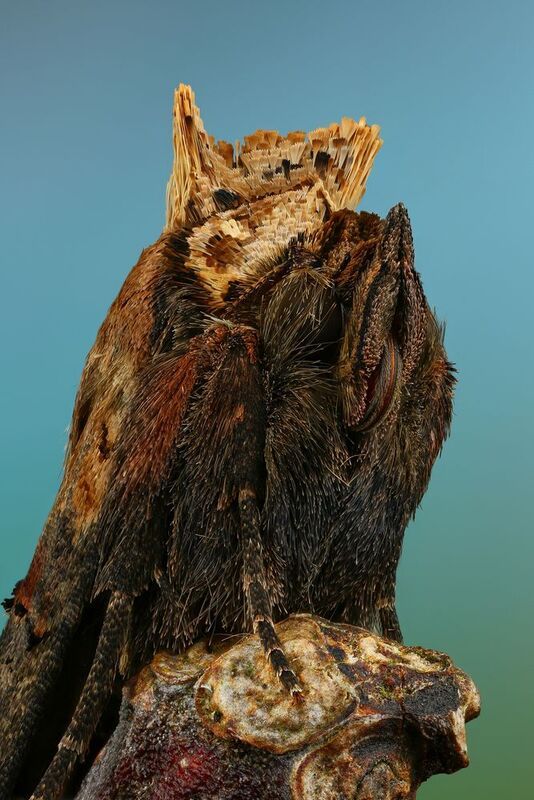 макро, природа, насекомое, животное, бабочка, портрет Королева фото превью