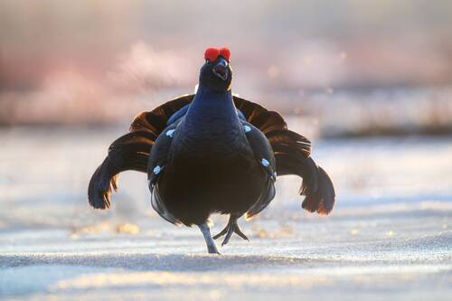 Токующий тетерев