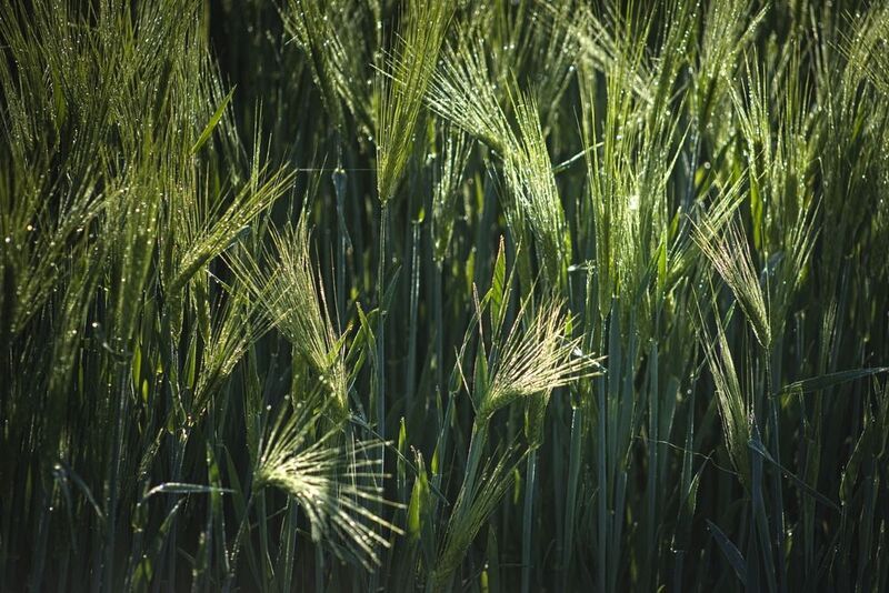 lauks, graudi, zaļš Rasa vārpās фото превью