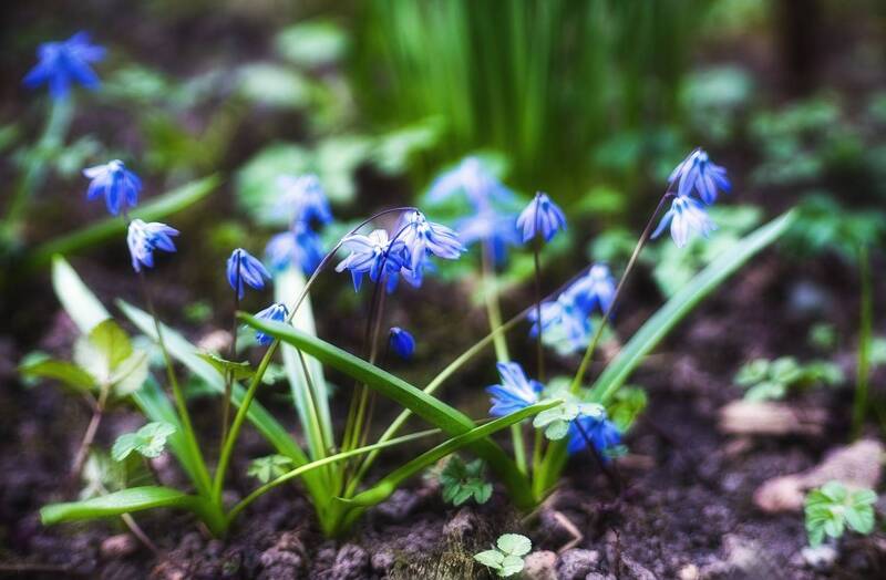 *** фото превью