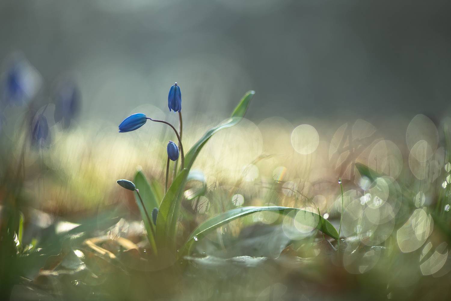 пролеска, весна, первоцвет, воронеж, утро, свет, танец, nikon 850, carl zeiss makro-planar t* 100mm f/2 zf., Мещеряков Геннадий