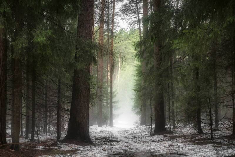 дымка, жождь, лес, весна Там, где живет туман фото превью