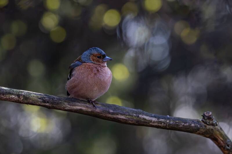 зяблик, птицы Зяблик фото превью
