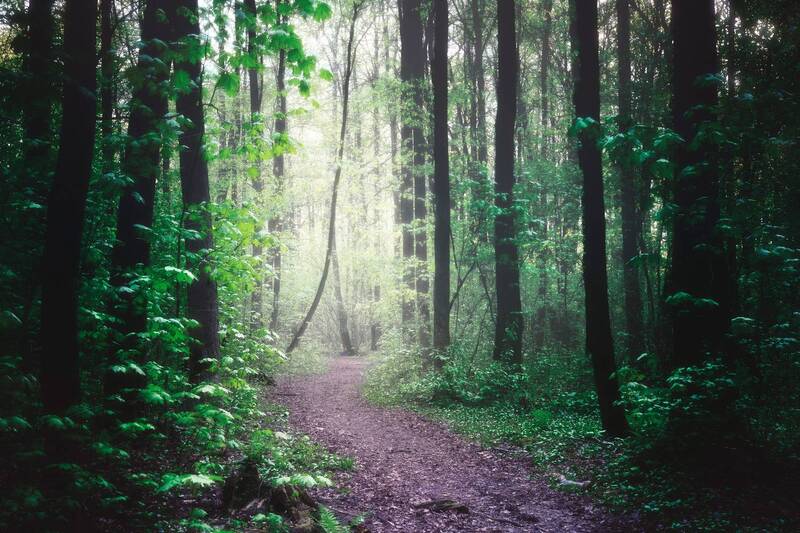 лес, туман В лесу фото превью