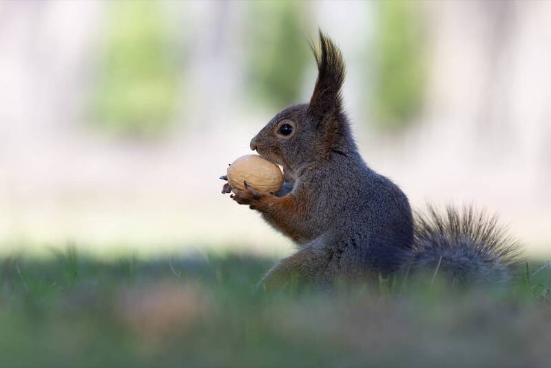 белка  фото превью