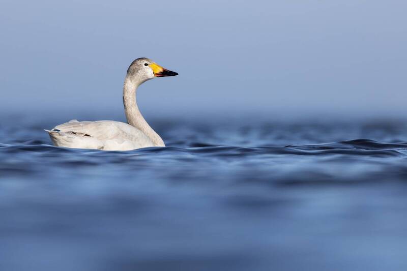 тундровый лебедь, лебедь, красная книга, малый лебедь, птицы Молодой тундровый лебедь фото превью