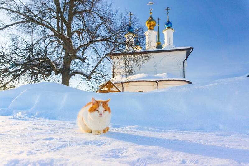 тула, тульская область, россия Добринский монастырь и его обитатели. фото превью