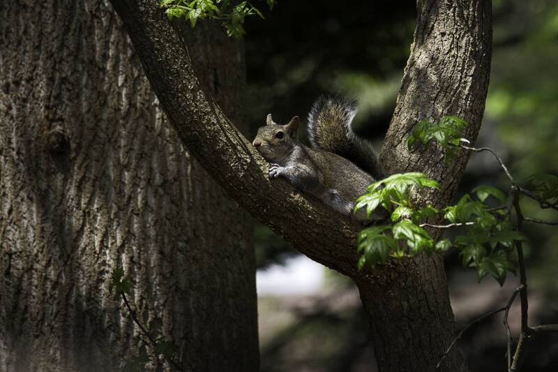 Eastern Gray Squirrel фото превью