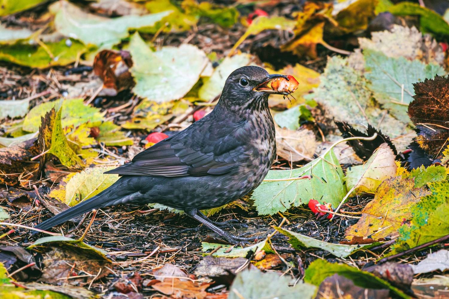 чёрный, дрозд, Алексей Волков
