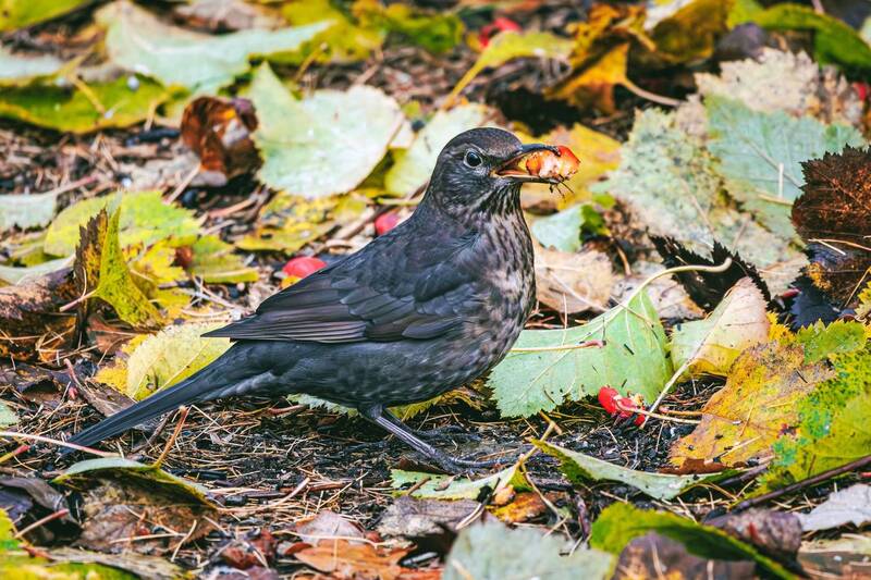 чёрный, дрозд  фото превью