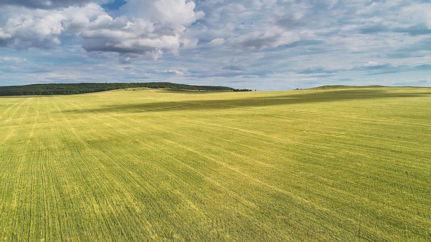 поле, dji, лето, Павел Сторчилов