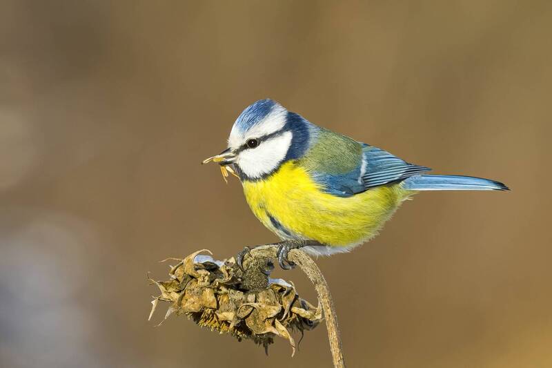 Лазоревка фото превью