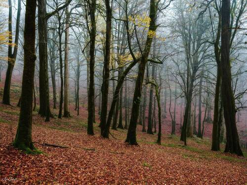 Foggy Forest