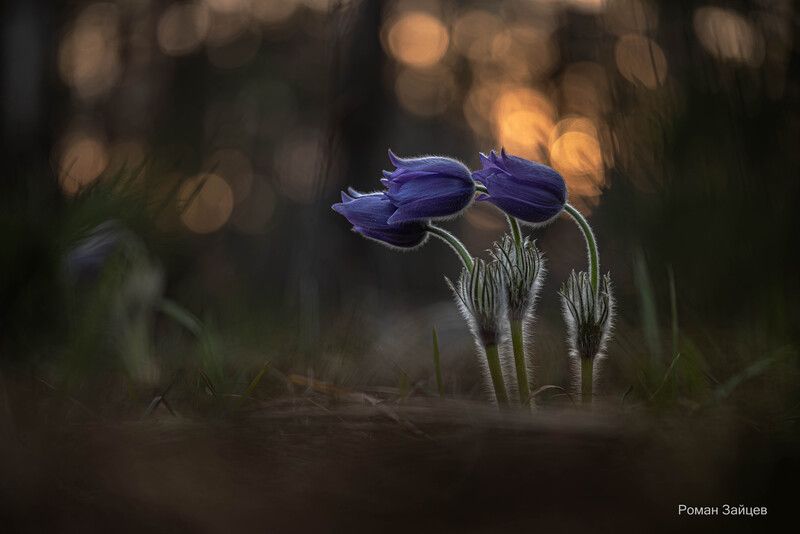 Сонная троица.  фото превью