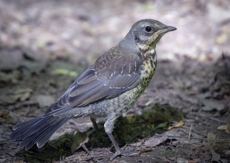 Дрозд фото превью