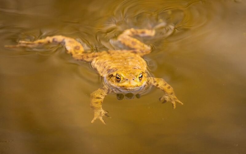 Frog фото превью