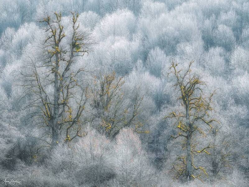 tree, snow, forest, travel, photography, landscape Trees фото превью