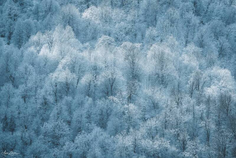 tree, forest, travel, landscape, nature, photography Trees фото превью