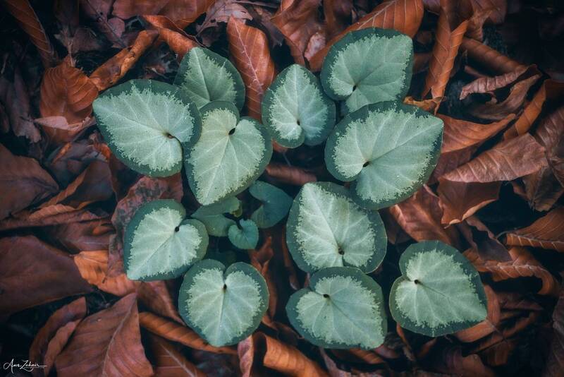 leaves, forest, plant, travel, nature, photography Green Leaves фото превью