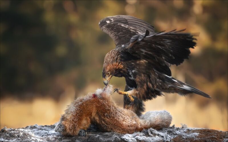 беркут, golden eagle, фототур в красный бор, фототур съемка животных, фототур анималистика, фототуры 2027, фотосъемка волков, съемка хищных птиц из засидки, заказник красный бор, фототур в беларусь, анималистика, зимний фототур, красный бор беларусь, фото ХИЩНИК фото превью