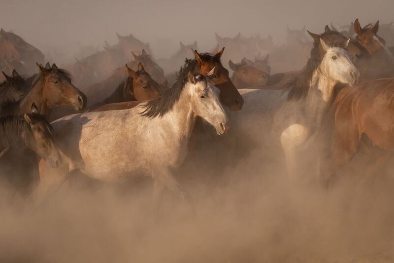 Rhythm in the Dust фото превью