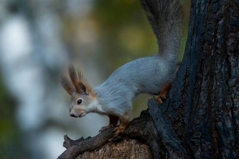 Пришла фото превью