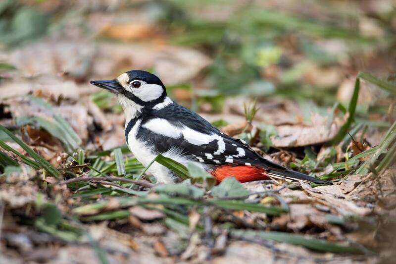 большой пёстрый дятел, дятел, птицы, птица, природа, живая природа, птицы европы, птицы москвы, орнитология, фауна, лес, весна, апрель, dendrocopos major, wildlife photography, birds, great spotted woodpecker, wildlife, nature, woodpecker Большой пёстрый дятел. фото превью