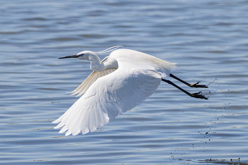 wildlife, birds, animals Freedom фото превью