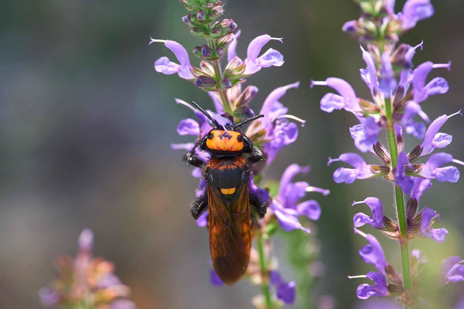 Megascolia maculata, сколия гигант, Павел Сторчилов