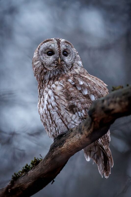 Серая неясыть фото превью