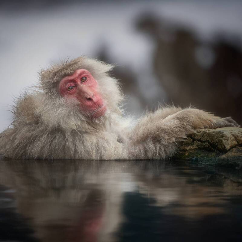 snowmonkeys, japanesemacaque, japanphot Снежные Макаки фото превью