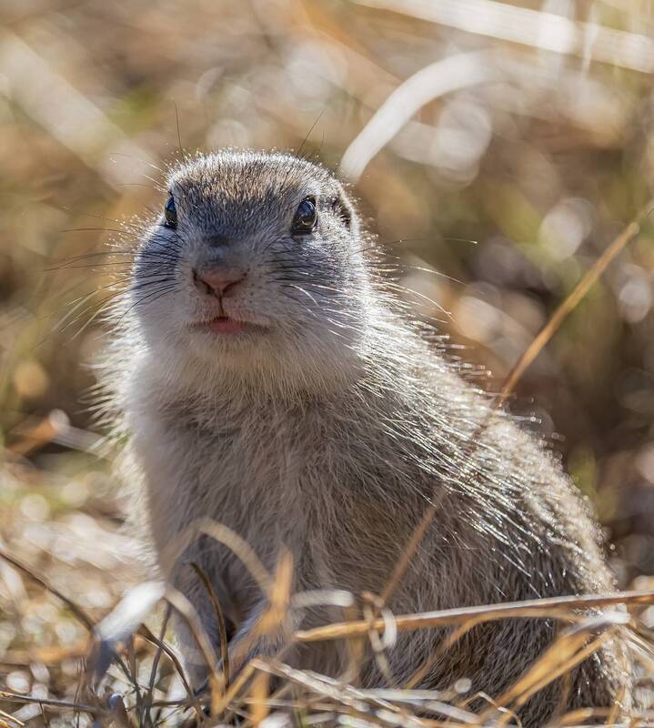 Сегодня я зайка фото превью