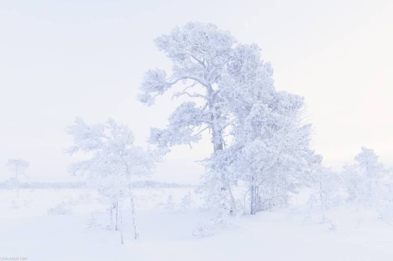 пейзаж, зима, мороз, иней, снег, сосна, болото, север Прощание с зимой фото превью