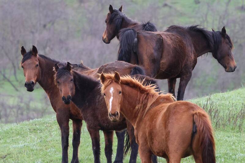 табун.лошади, горы, дагестан Табун.. фото превью