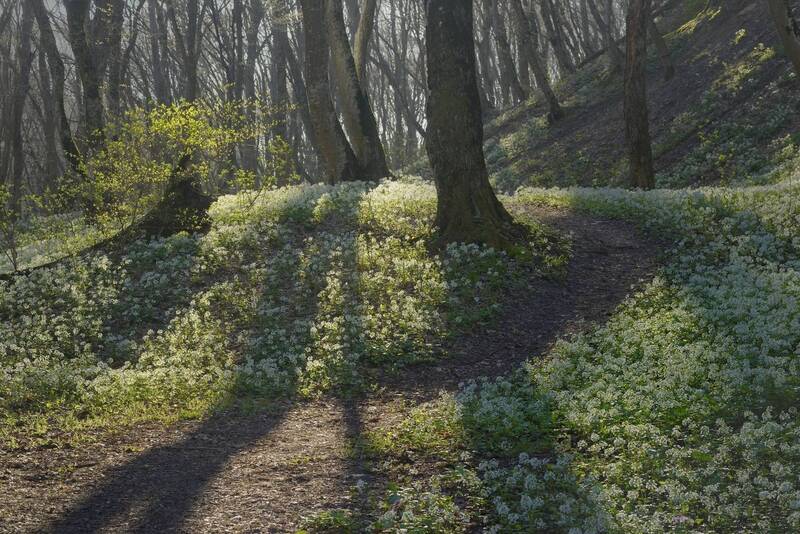Весенняя тропа фото превью