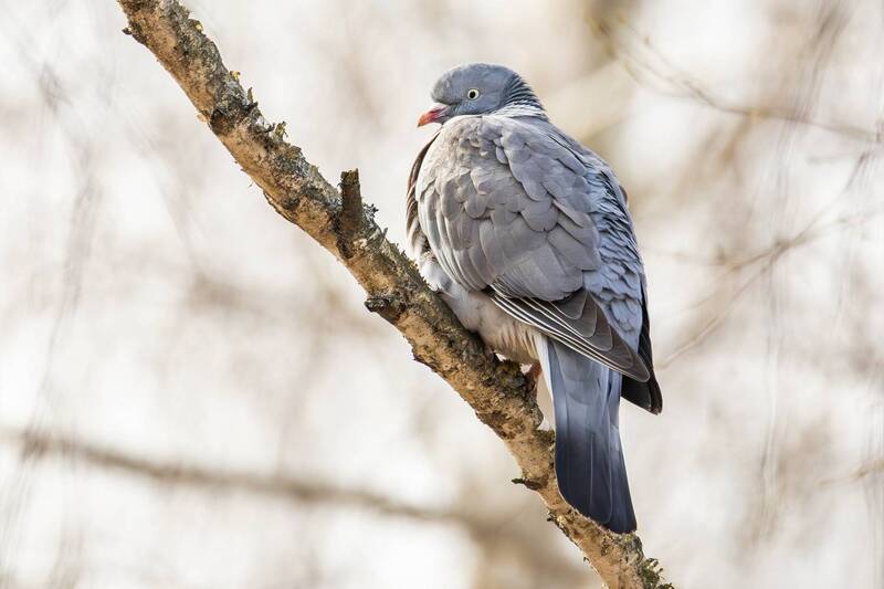 вяхирь, птицы москвы, птицы россии, природа москвы, голубь, живая природа, дикая природа, парк царицыно, царицыно, весна, апрель, орнитология, фотоохота, бёрдвочинг, птица, анималистика Вяхирь. фото превью
